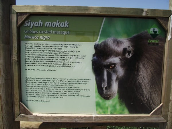 zoo animals