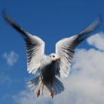bird in flight