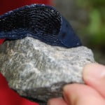 Insect of the black sea