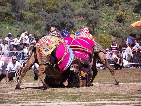 Camel wrestling Turkish tradition