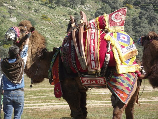 Camel wrestling kizilcayikik