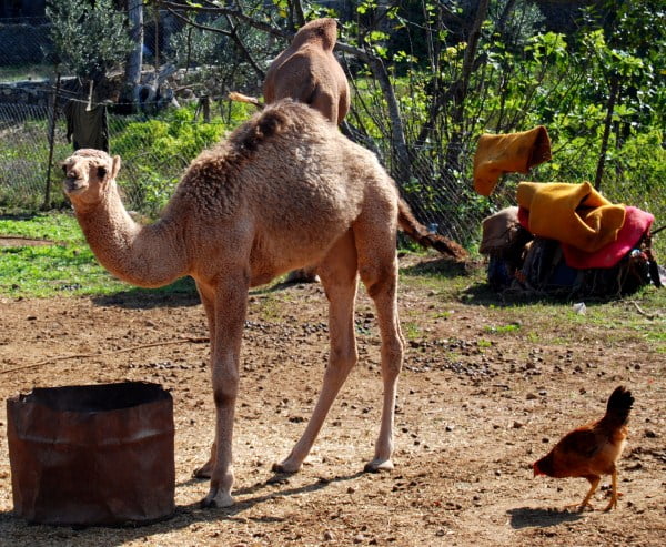 Camel in Kayakoy