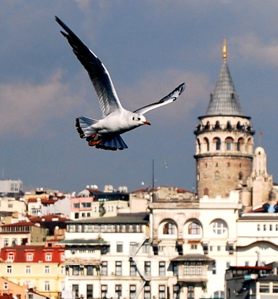 galata tower view