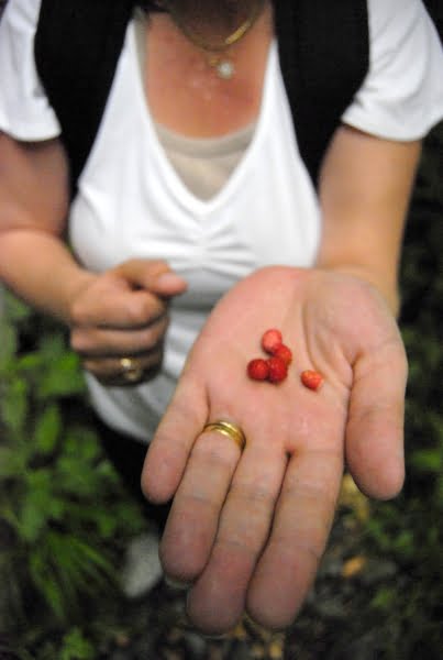 Eating wild strawberries