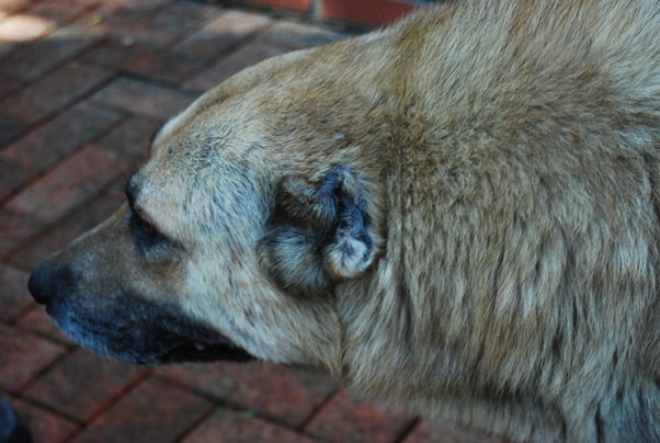 are dogs with cropped ears hearing impaired