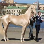 most-beautiful-horse-in-the-world