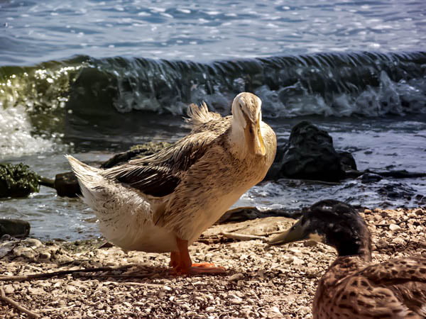 Bafa lake ducks