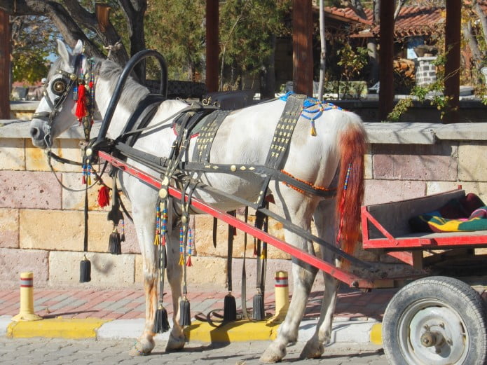 حصان العمل من كابادوكيا