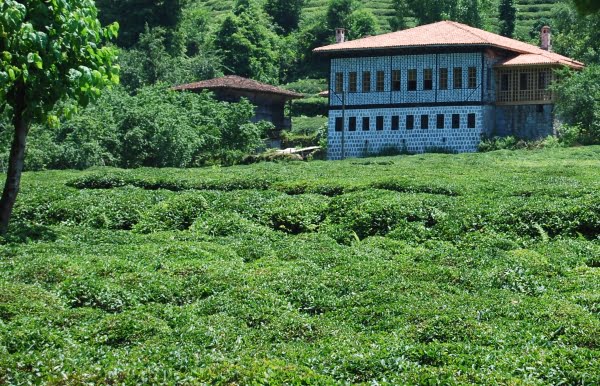 Tea plantation rize